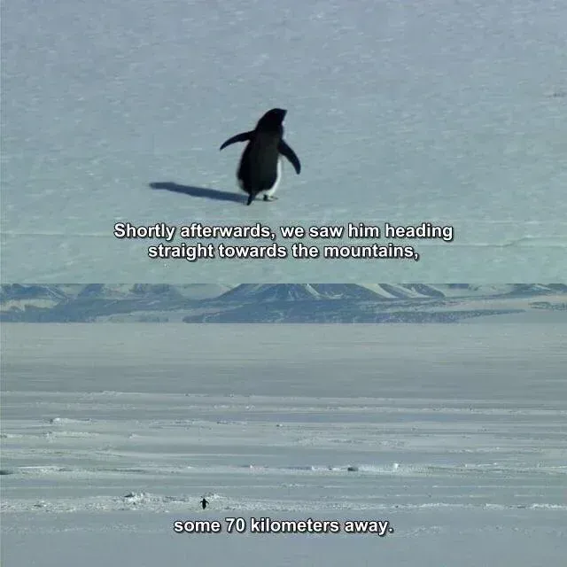 Picture of a penguin heading straight towards the mountains