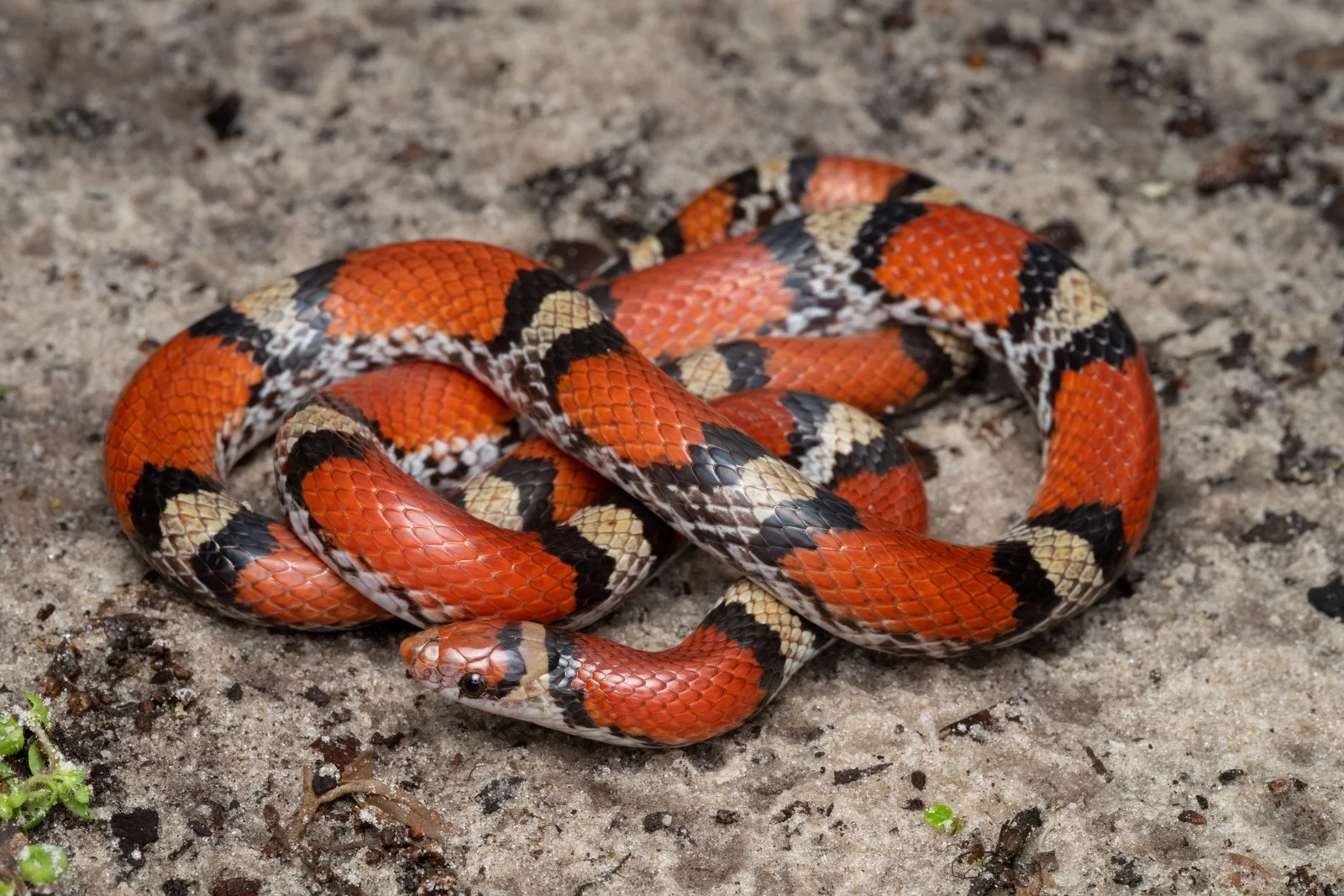 Picture of Snake Sasha